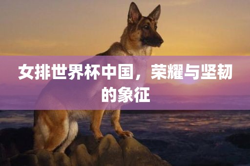 女排世界杯中国，荣耀与坚韧的象征