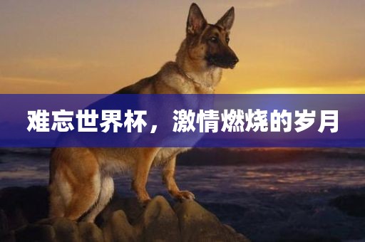 难忘世界杯，激情燃烧的岁月