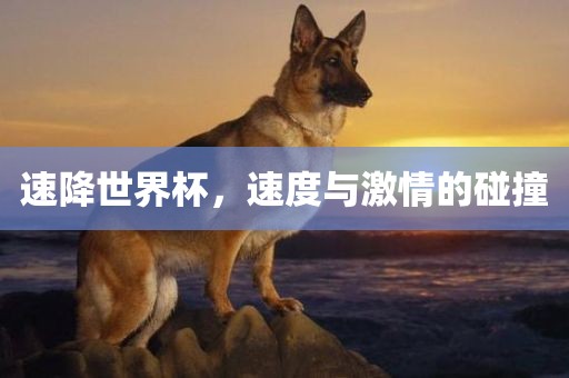 速降世界杯，速度洛阳市法福文化传播有限公司与激情的碰撞