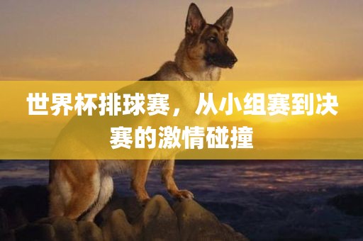 世界杯排球赛，从小组赛到决赛洛阳市法福文化传播有限公司的激情碰撞